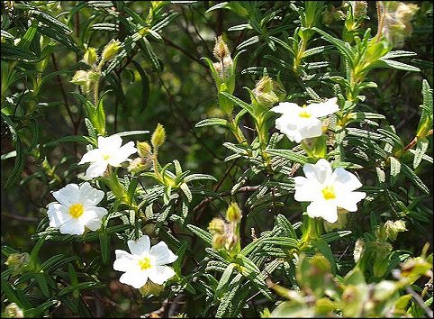 Cistus monspeliensis 12