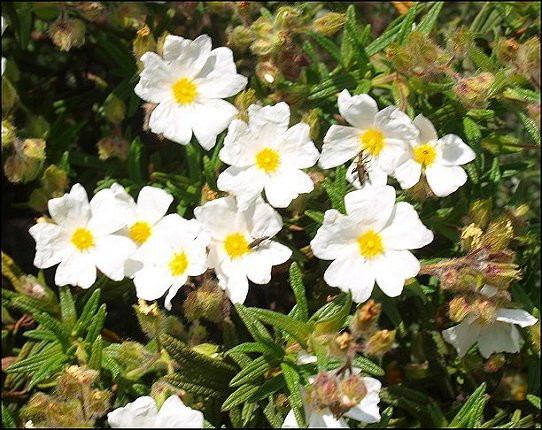Cistus monspeliensis 13