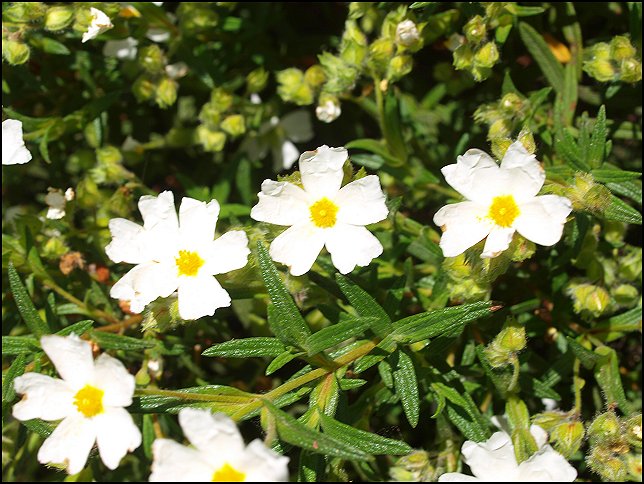 Cistus monspeliensis 14