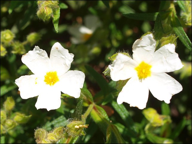 Cistus monspeliensis 15