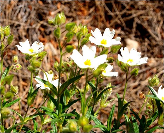 Cistus monspeliensis 16