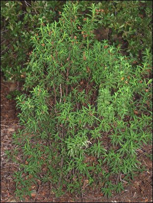 Cistus monspeliensis 2