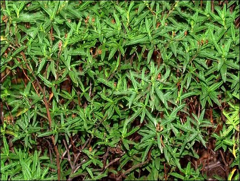 Cistus monspeliensis 4