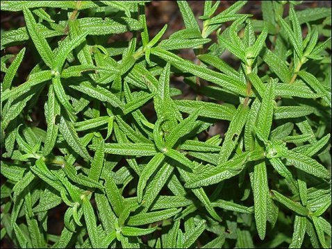 Cistus monspeliensis 5