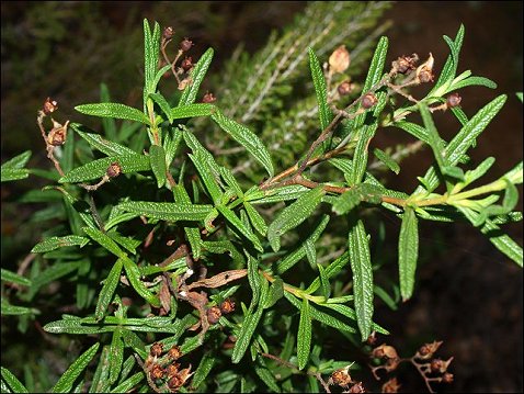 Cistus monspeliensis 6