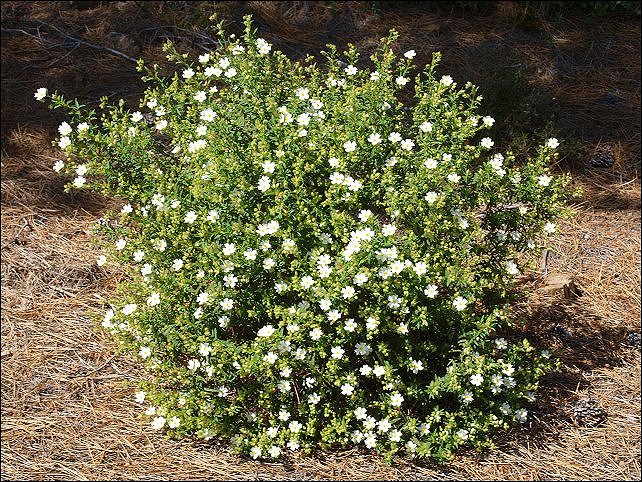Cistus monspeliensis 7