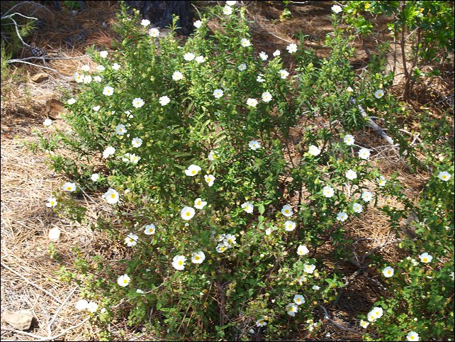 Cistus monspeliensis 8