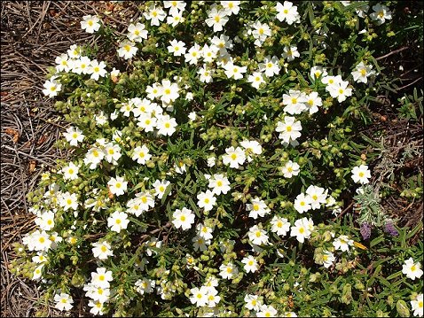Cistus monspeliensis 9