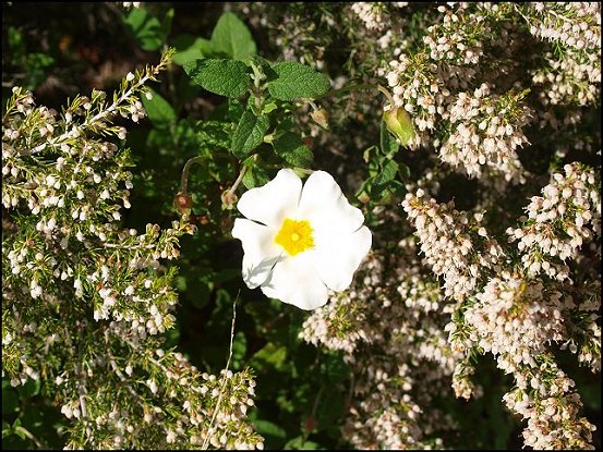 Cistus salviifolius 19