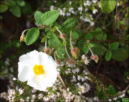 Cistus salviifolius 20