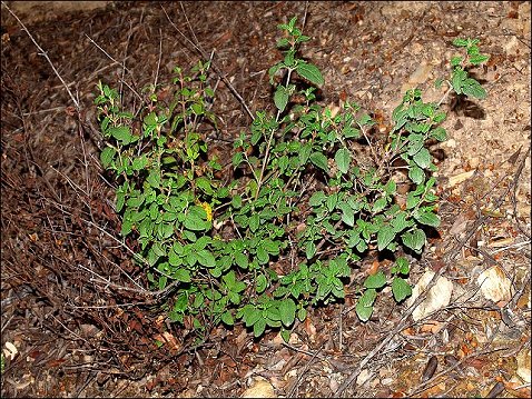 Cistus salviifolius 1