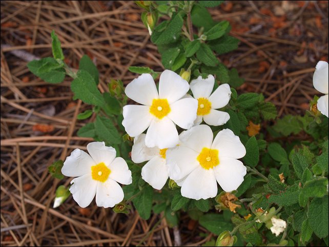 Cistus salviifolius 10