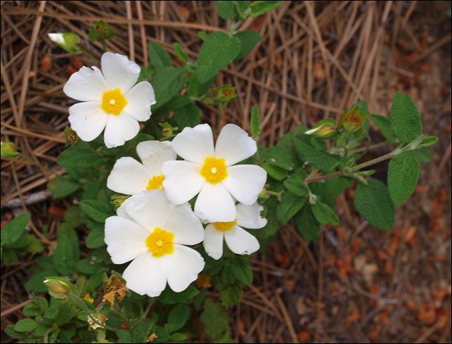 Cistus salviifolius 11