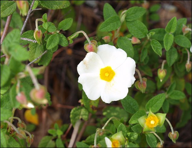 Cistus salviifolius 12