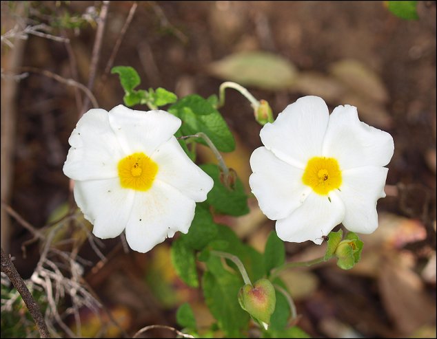 Cistus salviifolius 13