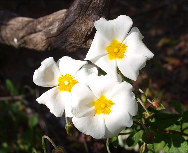 Cistus salviifolius 14