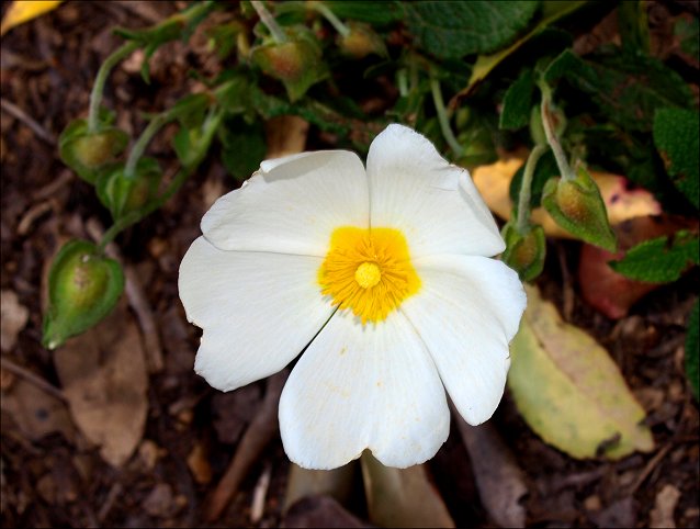 Cistus salviifolius 15