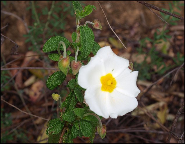 Cistus salviifolius 16