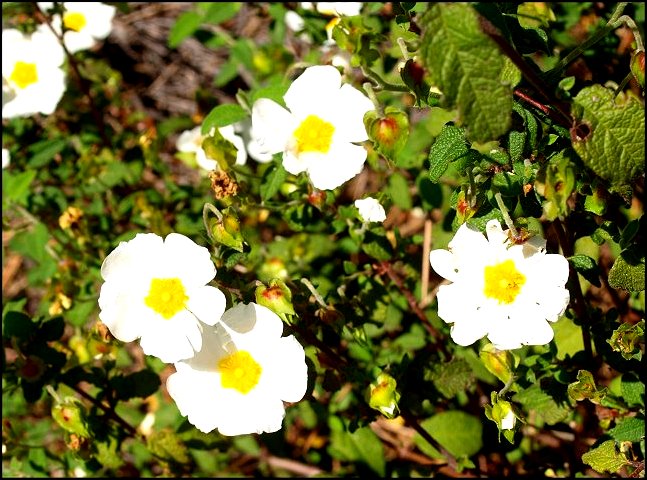 Cistus salviifolius 17