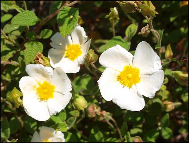 Cistus salviifolius 18