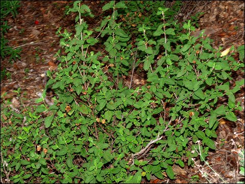 Cistus salviifolius 3