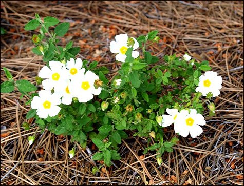 Cistus salviifolius 6