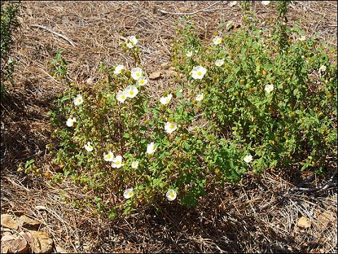 Cistus salviifolius 7
