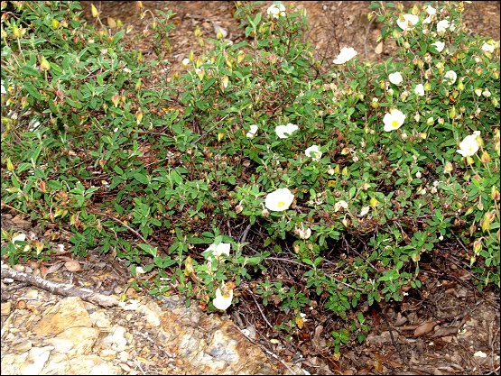 Cistus salviifolius 8