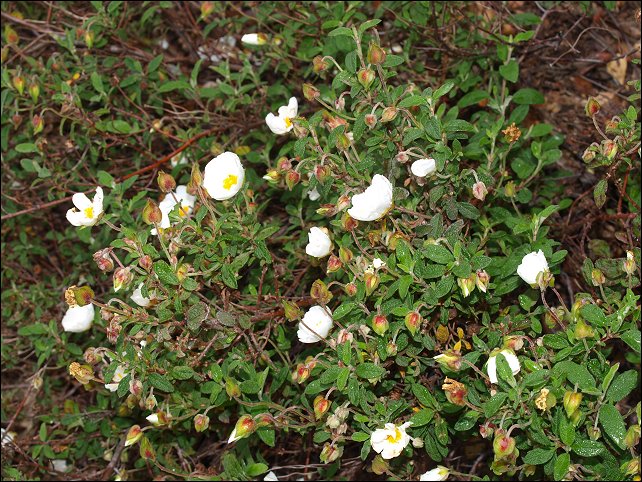 Cistus salviifolius 9