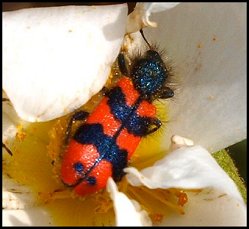 Clairon rayons d'abeille