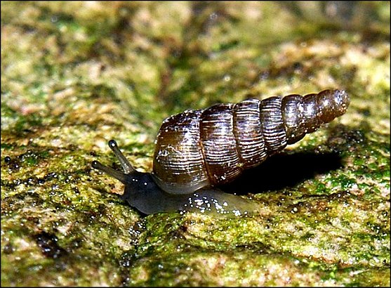 Clausilia rugosa 1