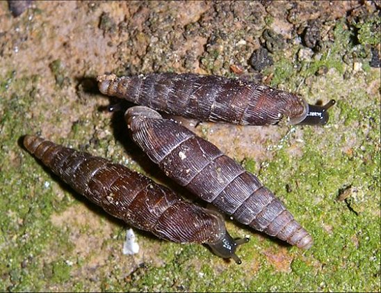 Clausilia rugosa 2