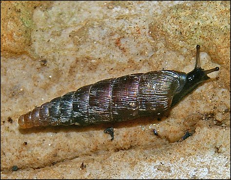 Clausilia rugosa 3