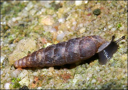 Clausilia rugosa 4