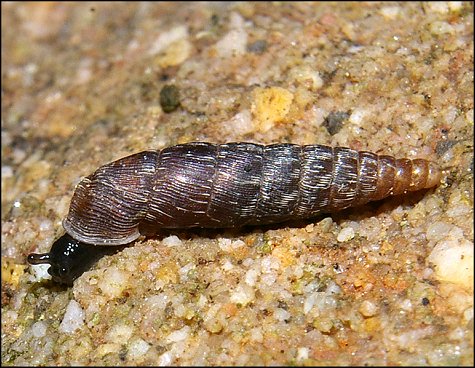 Clausilia rugosa 5
