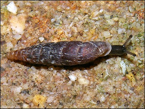 Clausilia rugosa 6