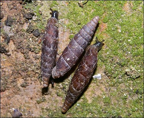 Clausilia rugosa 7