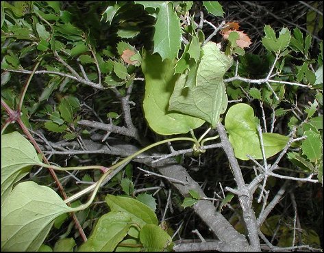 Clematis flammula 10