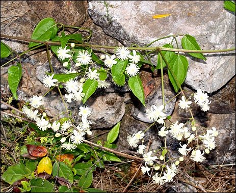 Clematis flammula 11