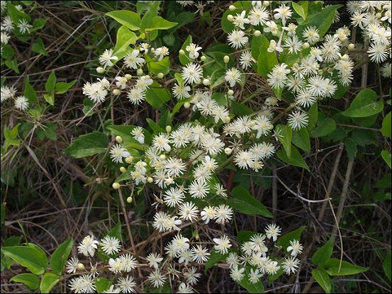 Clematis flammula 12