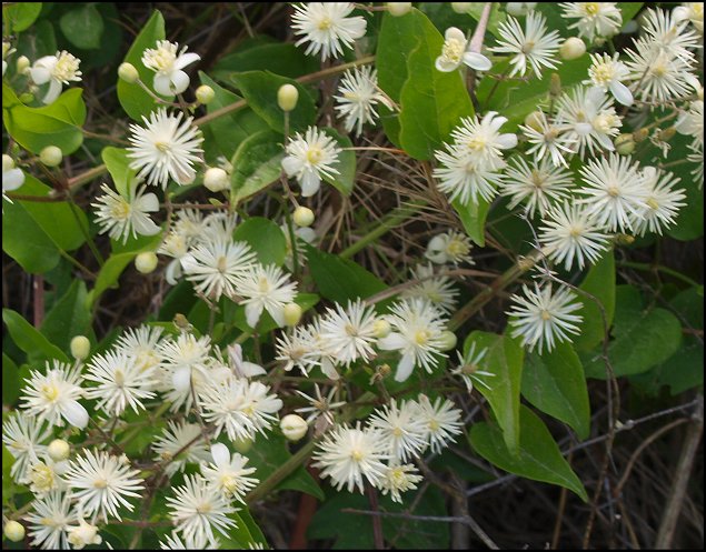 Clematis flammula 13