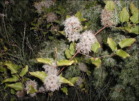 Clematis flammula 15