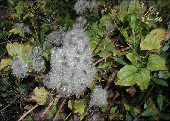 Clematis flammula 16