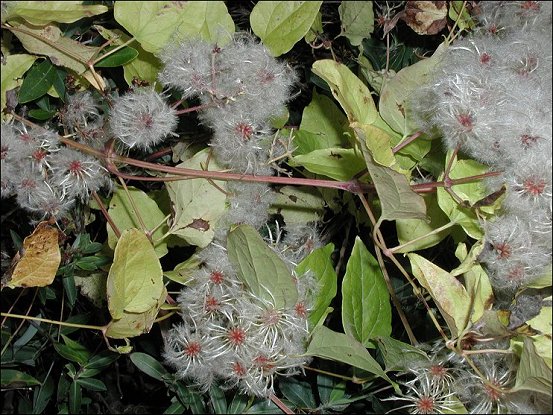 Clematis flammula 17