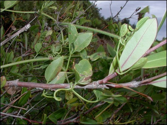 Clematis flammula 7