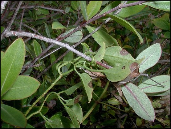 Clematis flammula 8