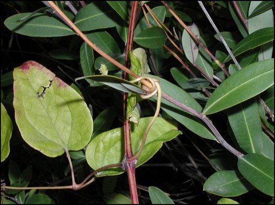 Clematis flaqmmula 9