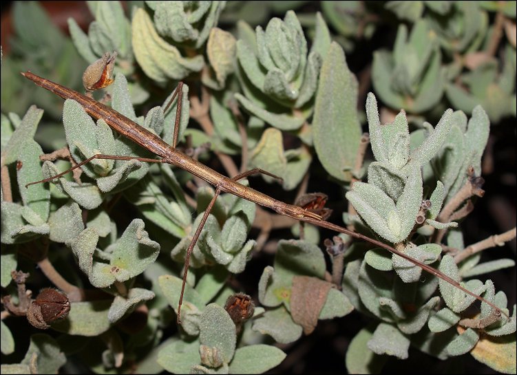 Clonopsis 10