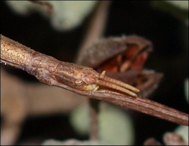 Clonopsis 11