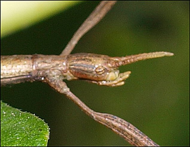 Clonopsis 14